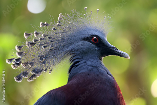 Obraz na płótnie Victoria crowned pigeon (Goura victoria) on green natural background w salonie