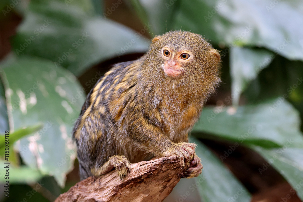 Pygmy marmoset (Cebuella) on tree branch