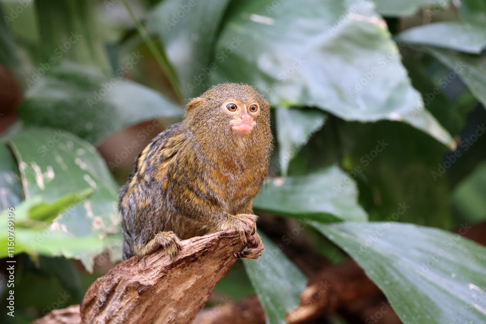Pygmy marmoset (Cebuella) on tree branch