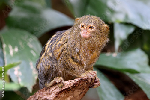 Obraz na płótnie Pygmy marmoset (Cebuella) on tree branch w salonie