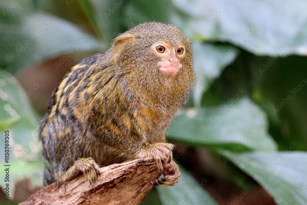 Pygmy marmoset (Cebuella) on tree branch