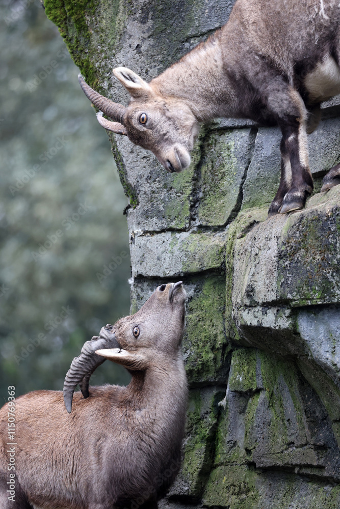 An Alpine Ibex (Capra Ibex)