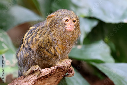 Obraz na płótnie Pygmy marmoset (Cebuella) on tree branch w salonie