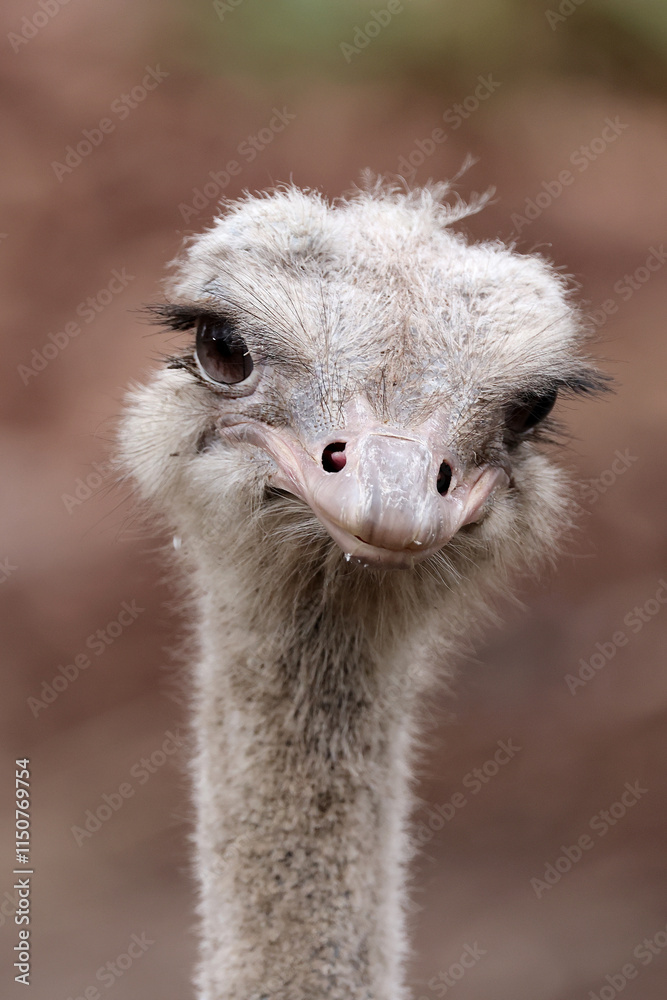 ostrich close up portrait in the zoo, funny animal
