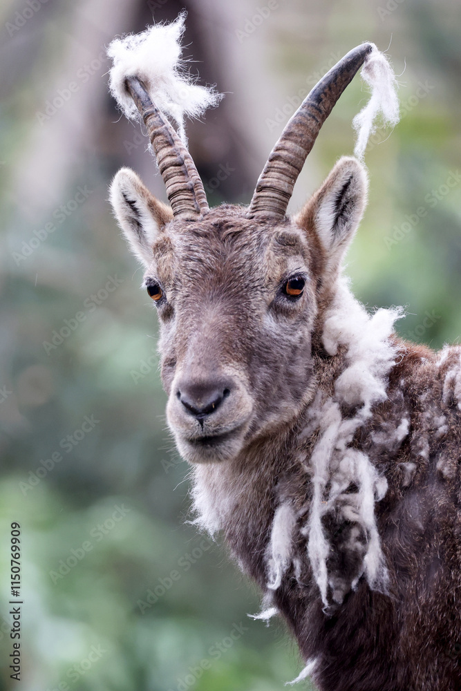 Alpine Ibex (Capra Ibex) in the moult