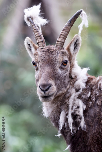 Obraz na płótnie Alpine Ibex (Capra Ibex) in the moult w salonie