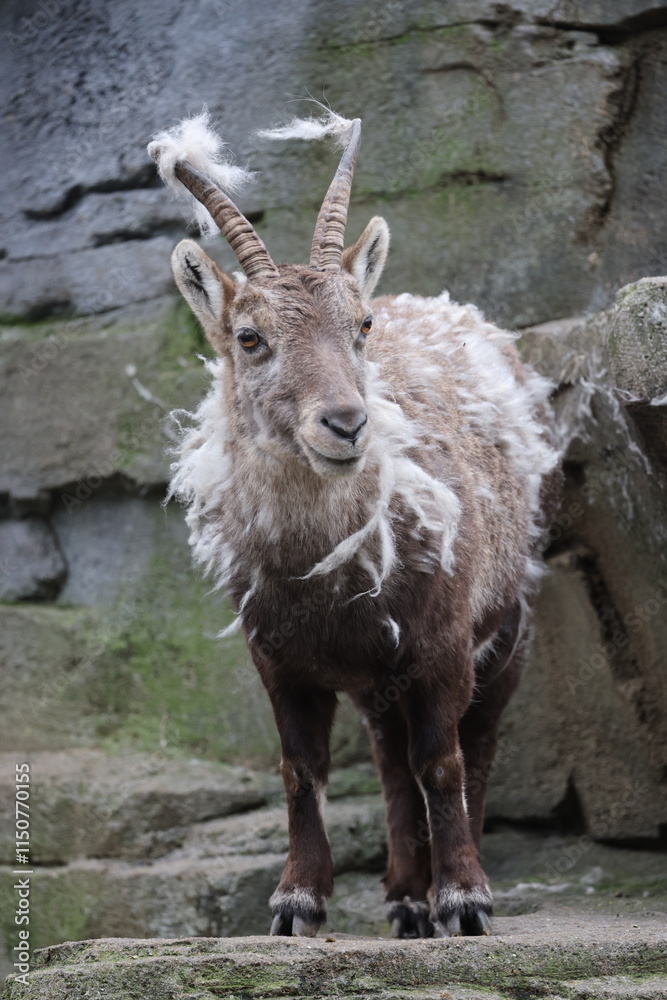 Alpine Ibex (Capra Ibex) in the moult