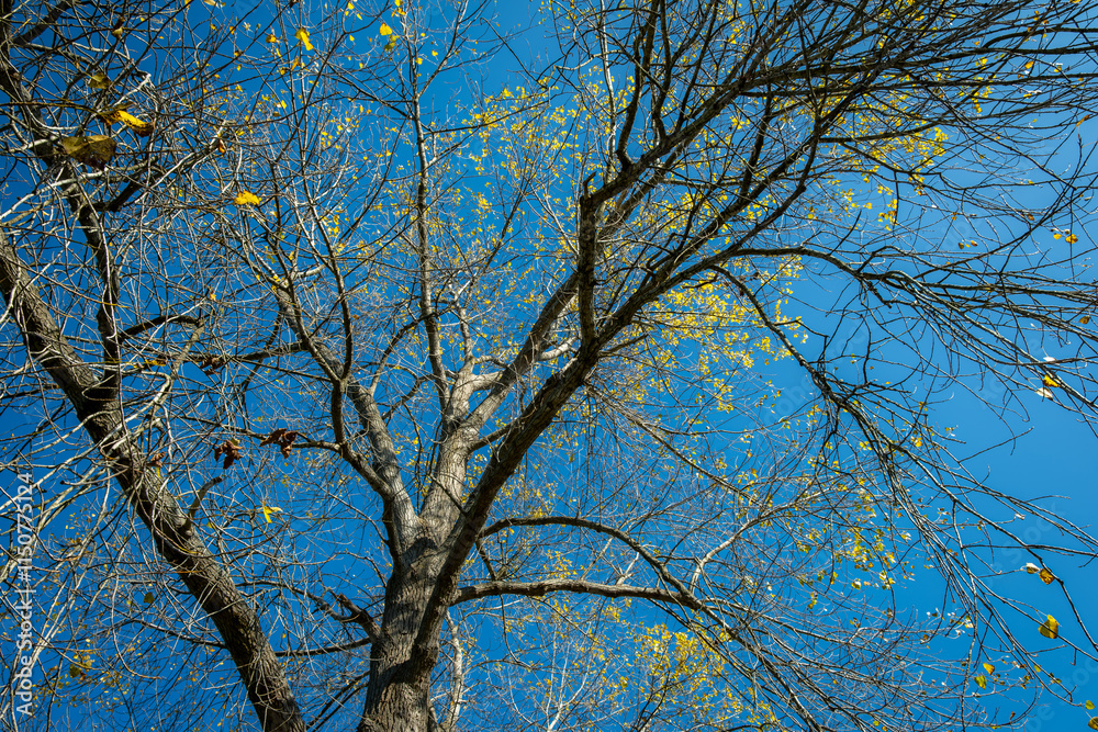 Low angle view of bare tree branches reaching for clear blue sky Low angle view of bare tree branches reaching for clear blue sky