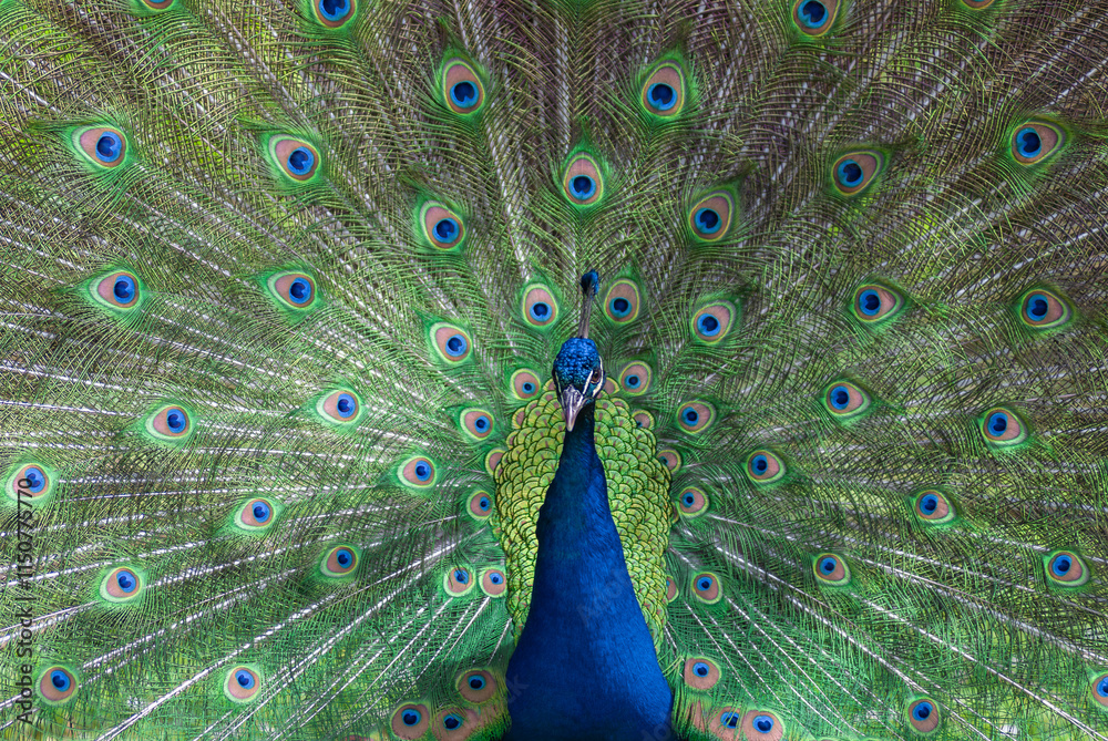 Obraz premium peacock male (Pavo cristatus) with open feathers