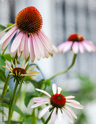 Colorful coneflowers (Echinacea purpurea) with a green garden in the background.