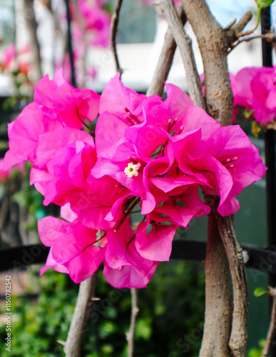 Close up shot of flower in a garden.