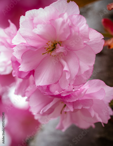 Close up shot of flower in a garden.