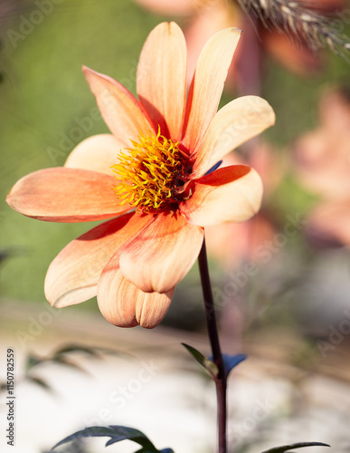 Close up shot of flower in a garden.