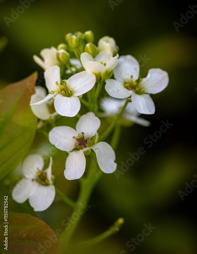 Close up shot of flower in a garden.