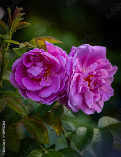 Close up shot of a pink rose in a garden.