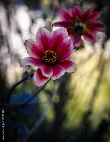 Close up shot of flower in a garden.