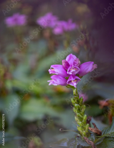 Close up shot of flower in a garden.