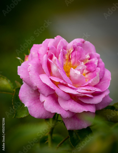 Close up shot of a pink rose in a garden.
