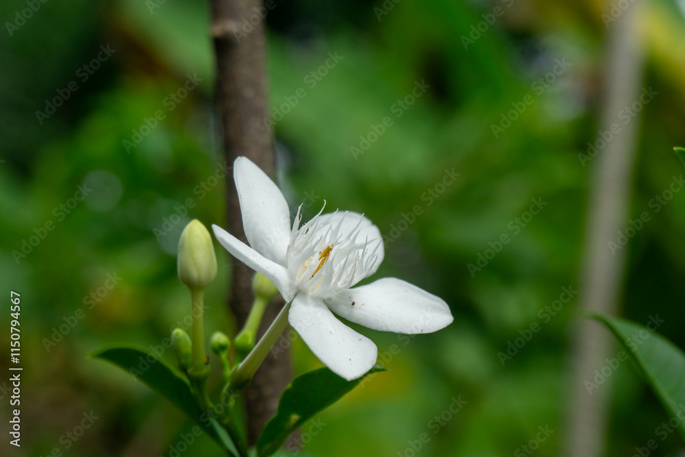 White gardenia flowers or Wrigthia antidysenterica White gardenia flowers or Wrigthia antidysenterica