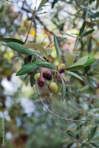 Früchte an einem Olivenbaum (Olea europaea)
