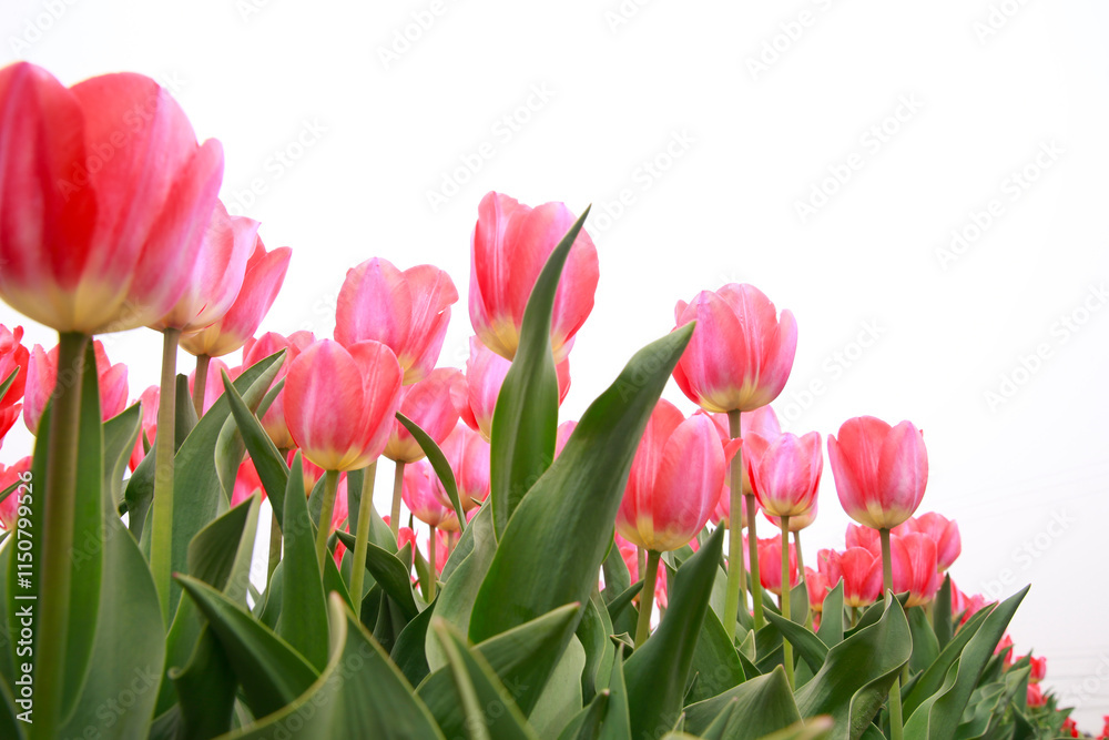 Naklejka premium Spring blooming tulip field. Flowers tulips, Spring floral background.