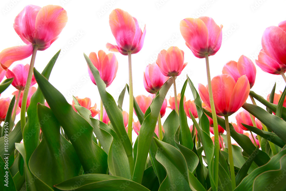 Obraz premium Spring blooming tulip field. Flowers tulips, Spring floral background.
