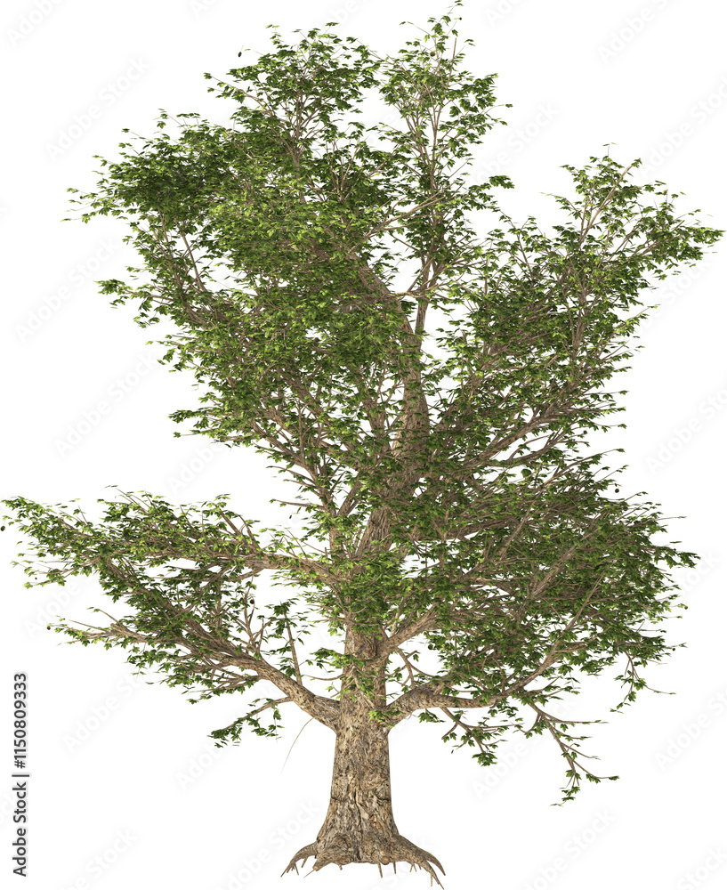 american sycamore tree hq isolated plant