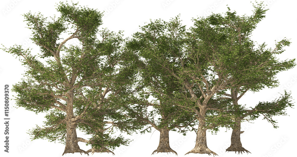 american sycamore trees hq isolated plants