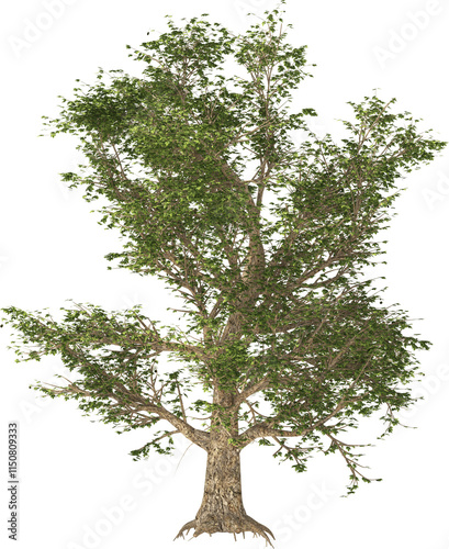 Obraz na płótnie american sycamore tree hq isolated plant w salonie