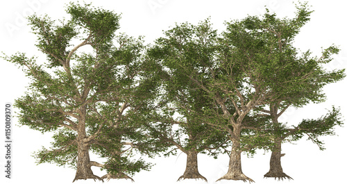 Obraz na płótnie american sycamore trees hq isolated plants w salonie