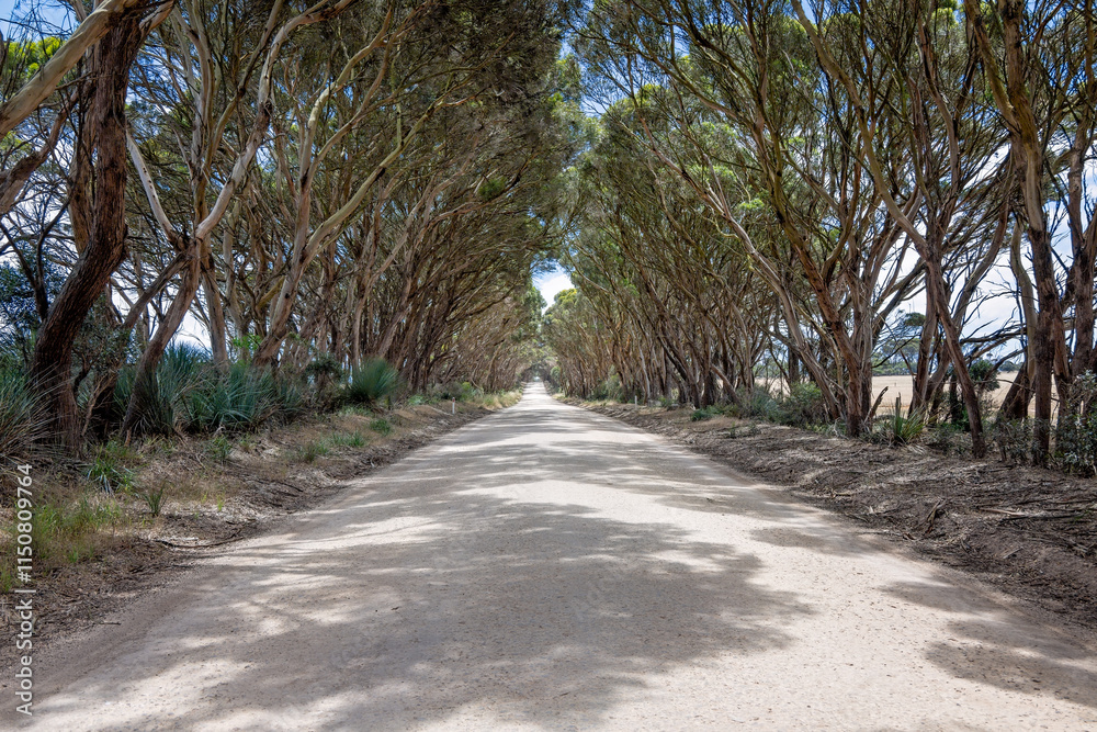 white dirt road leading to horizon distance, tunnel of trees overhanging, Kangaroo Island, Australia white dirt road leading to horizon distance, tunnel of trees overhanging, Kangaroo Island, Australia