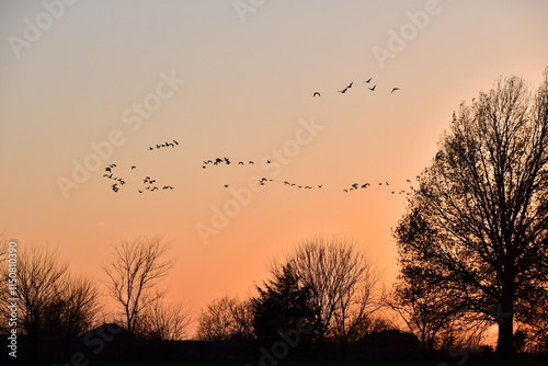 Fototapeta Naklejka Na Ścianę i Meble -  Sunset Geese