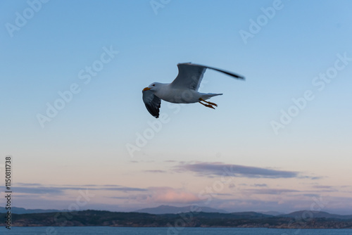 Beautiful photo of the sea waves - Bird flying photo