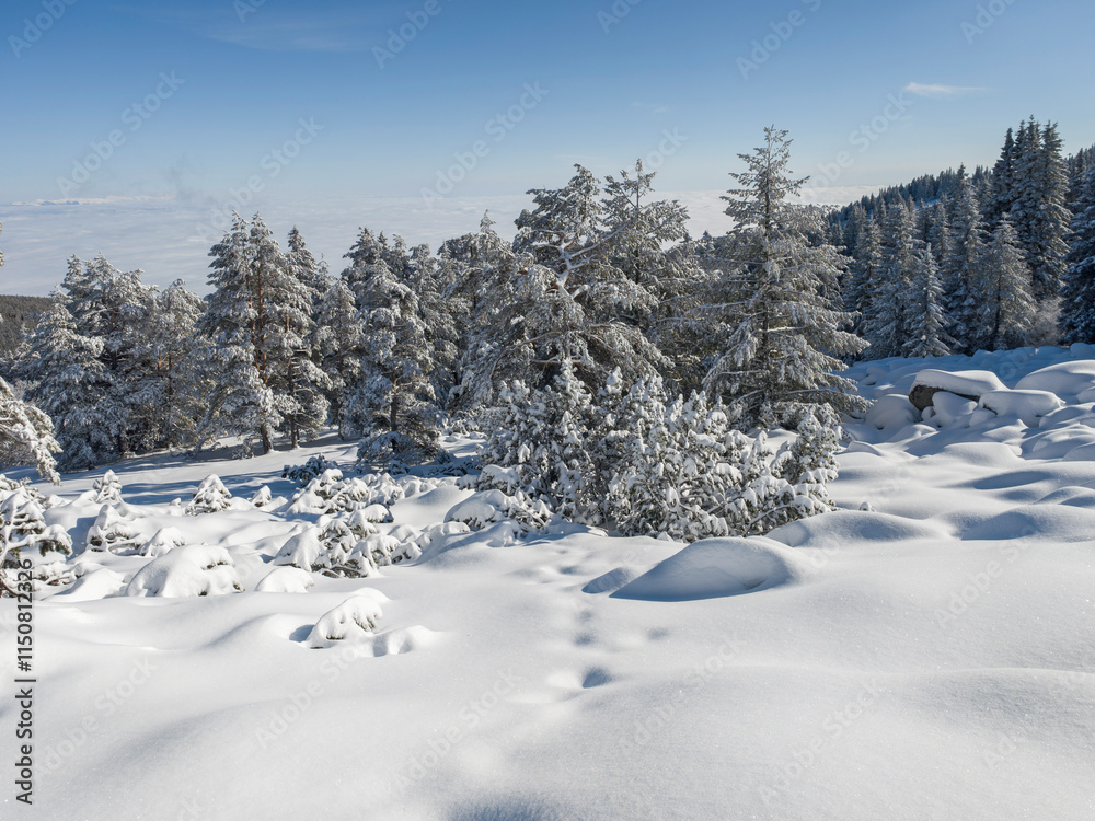 Obraz premium Winter landscape of Vitosha Mountain, Bulgaria