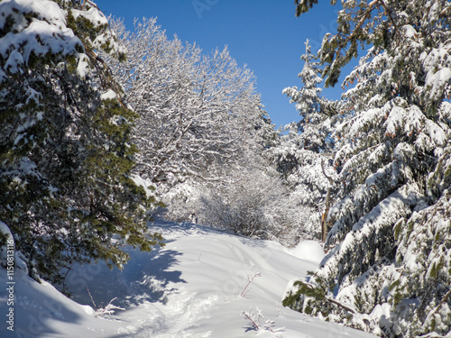 Winter landscape of Vitosha Mountain, Bulgaria photo