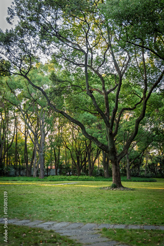 Fototapeta Naklejka Na Ścianę i Meble -  trees in the park