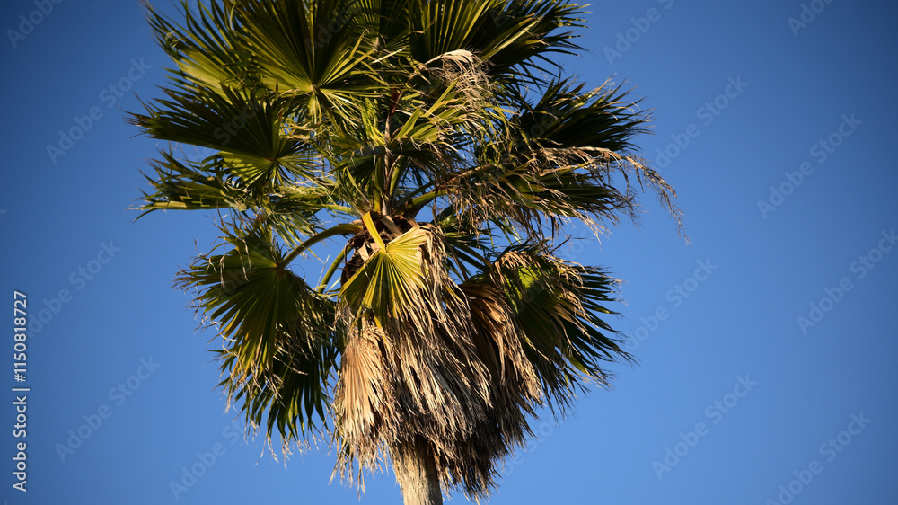 Fototapeta premium ヤシの木