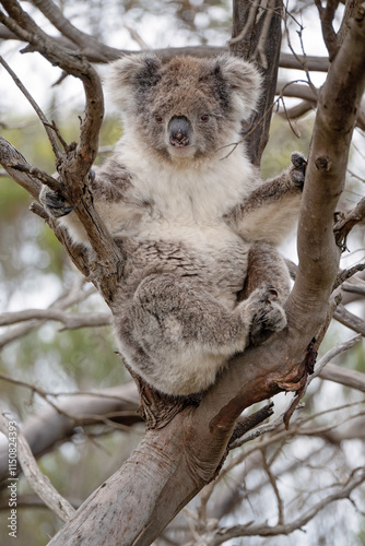 koala, iconic native Australian marsupial, awake, eucalyptus gum tree, Kangaroo Island, Australia, travel tourism tourist