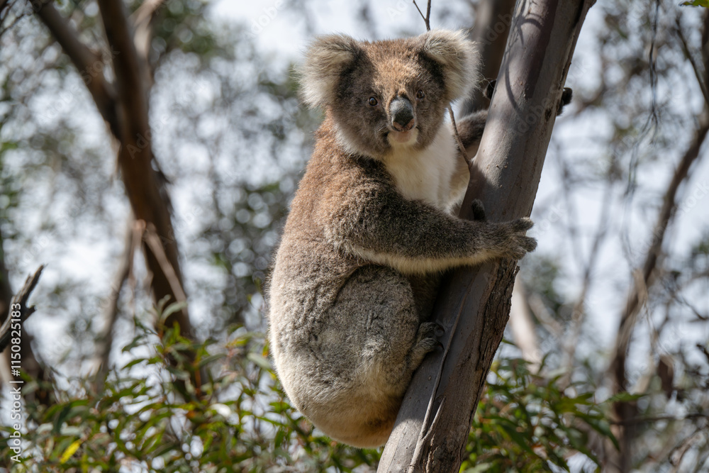 Obraz premium koala, iconic native Australian marsupial, awake, eucalyptus gum tree, Kangaroo Island, Australia, travel tourism tourist
