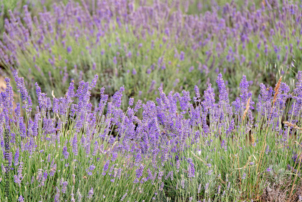 Naklejka premium Lavender lavandula, purple flowers plants on farm, outdoor summer sun, bees nature, oil scent perfume
