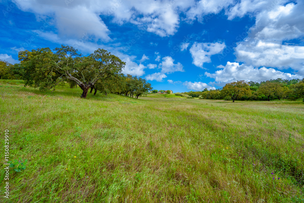 Obraz premium Green field and blue sky with strong colors