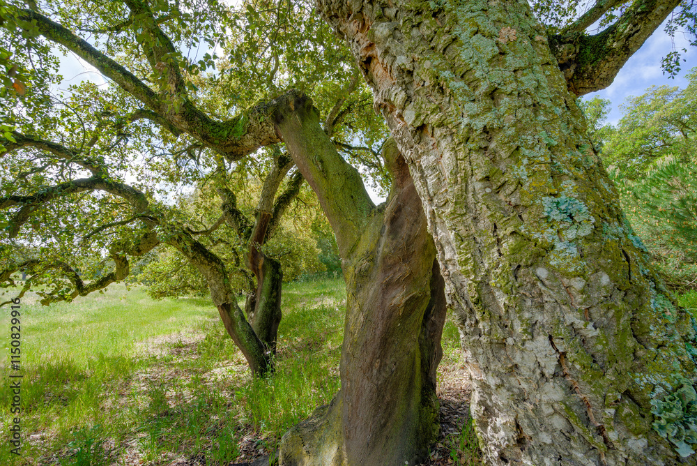 Fototapeta premium Tree trunks in perspective from right to left