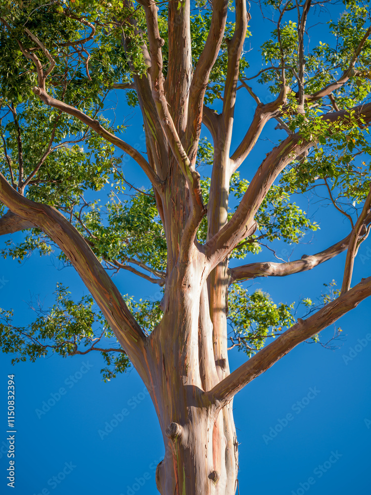 Indonesian Eucalyptus Tree Underneath Blue Sky. Indonesian Eucalyptus Tree Underneath Blue Sky.