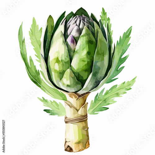 Hand drawn watercolor painting of a Fresh artichoke. Raw green vegetable. Natural organic veggie ingredient. Vector illustration isolated on white background