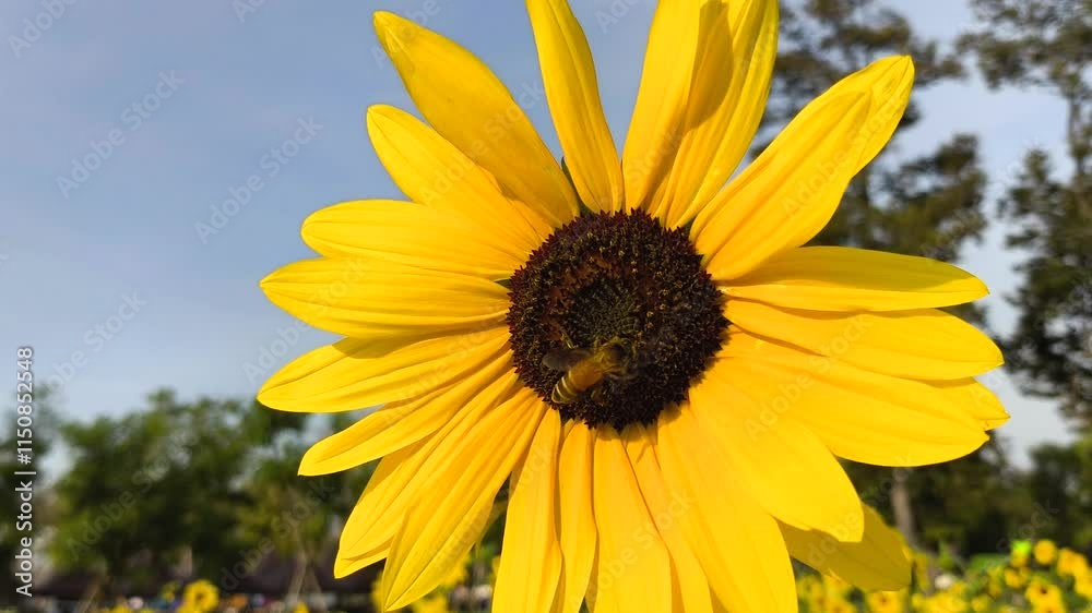 Sunflower with bee in the field , outdoor Chiangmai Thailand. Sunflower with bee in the field , outdoor Chiangmai Thailand.