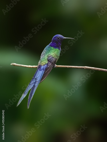 Swallow tailed hummingbird on branch against green background photo