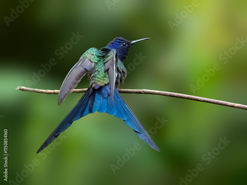 Swallow tailed hummingbird on branch against green background photo