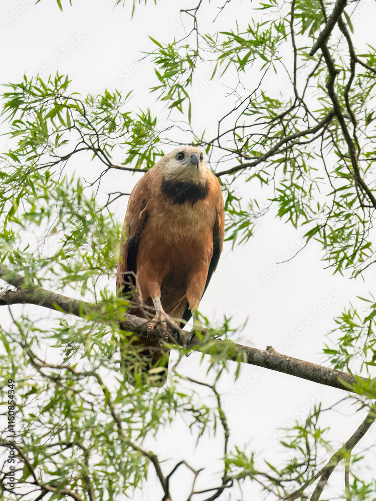 Fototapeta premium Black-collared Hawk on tree branch, portrait