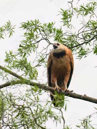 Black-collared Hawk on tree branch, portrait photo