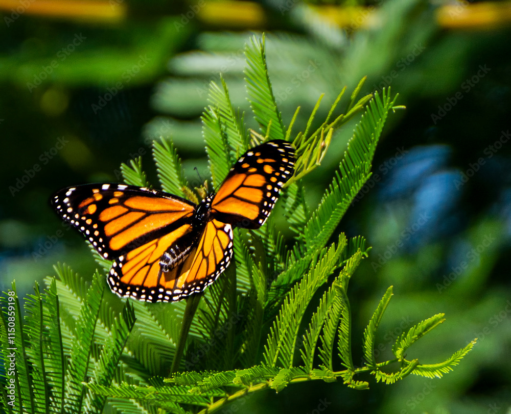 Monarch butterfly on a tree